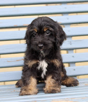 Cockapoo
