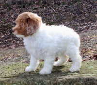 Cockapoo