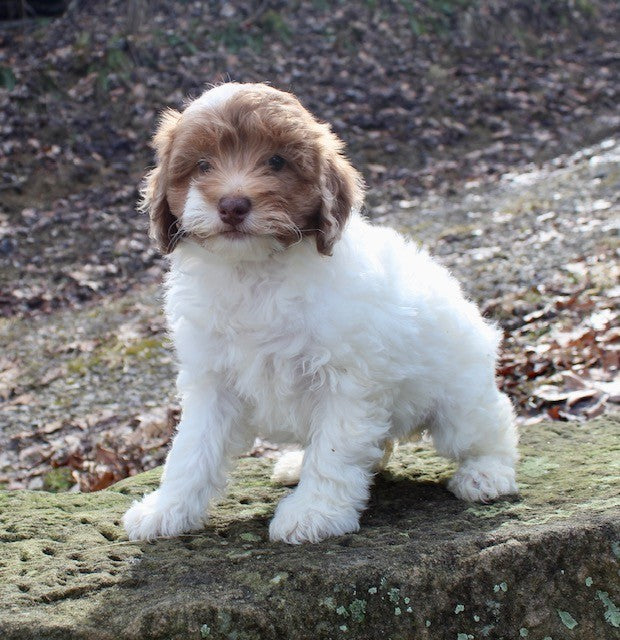 Cockapoo puppies for sale | That Doggy In The Window | spoiled pets rus