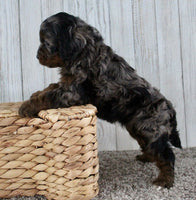 Cockapoo