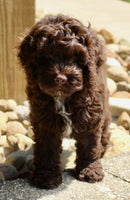 Cockapoo