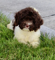 Cockapoo