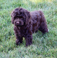 Cockapoo