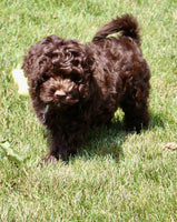 Cockapoo