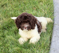 Cockapoo