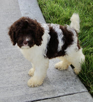 Cockapoo