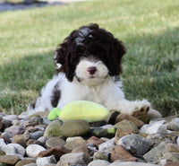 Cockapoo