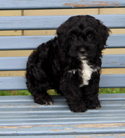 Cockapoo