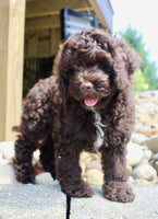 Cockapoo