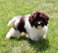 Cockapoo