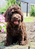 Cockapoo