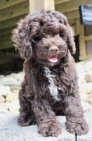 Cockapoo