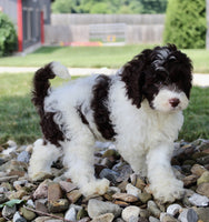 Cockapoo