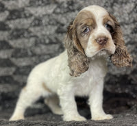 Cocker Spaniel