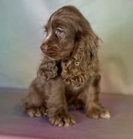  Cocker Spaniel