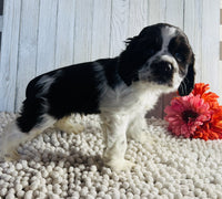 Cocker Spaniel