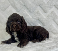 Cocker Spaniel