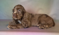  Cocker Spaniel