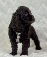 Cocker Spaniel