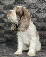 Cocker Spaniel