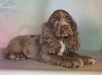  Cocker Spaniel