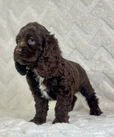 Cocker Spaniel