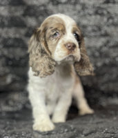 Cocker Spaniel