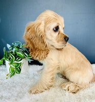 Cocker Spaniel