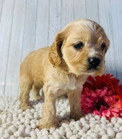 Cocker Spaniel