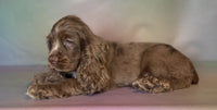  Cocker Spaniel