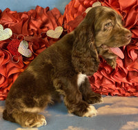 Cocker Spaniel