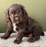 Cocker Spaniel