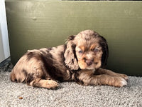 Cocker Spaniel