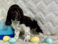  Cocker Spaniel