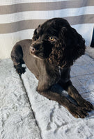 Cocker Spaniel