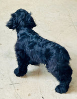 Cocker Spaniel