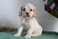 Cocker Spaniel