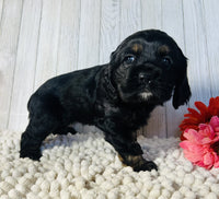 Cocker Spaniel