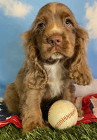 Cocker Spaniel