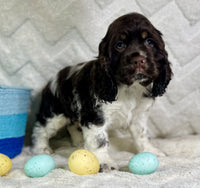  Cocker Spaniel