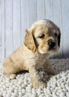 Cocker Spaniel 