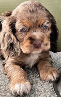 Cocker Spaniel