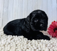  Cocker Spaniel