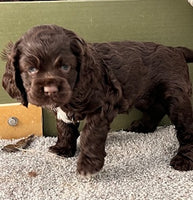 Cocker Spaniel