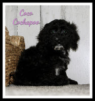 Coco Female Cockapoo $550