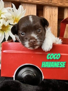 Havanese