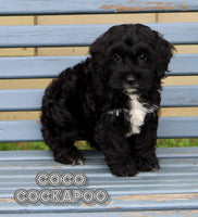Cockapoo