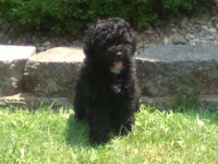 Coco Female Mini Poodle $750