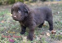 Coco Female Newfoundland Aussie Mix $1125