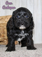Coco Female Cockapoo $1050